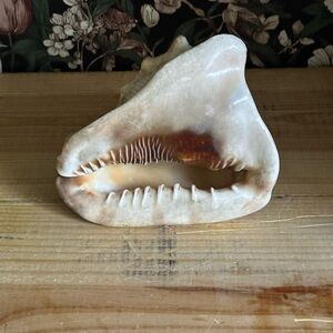 Large Conch Shell Seashell Ocean Specimen Spiral White Cream Tan